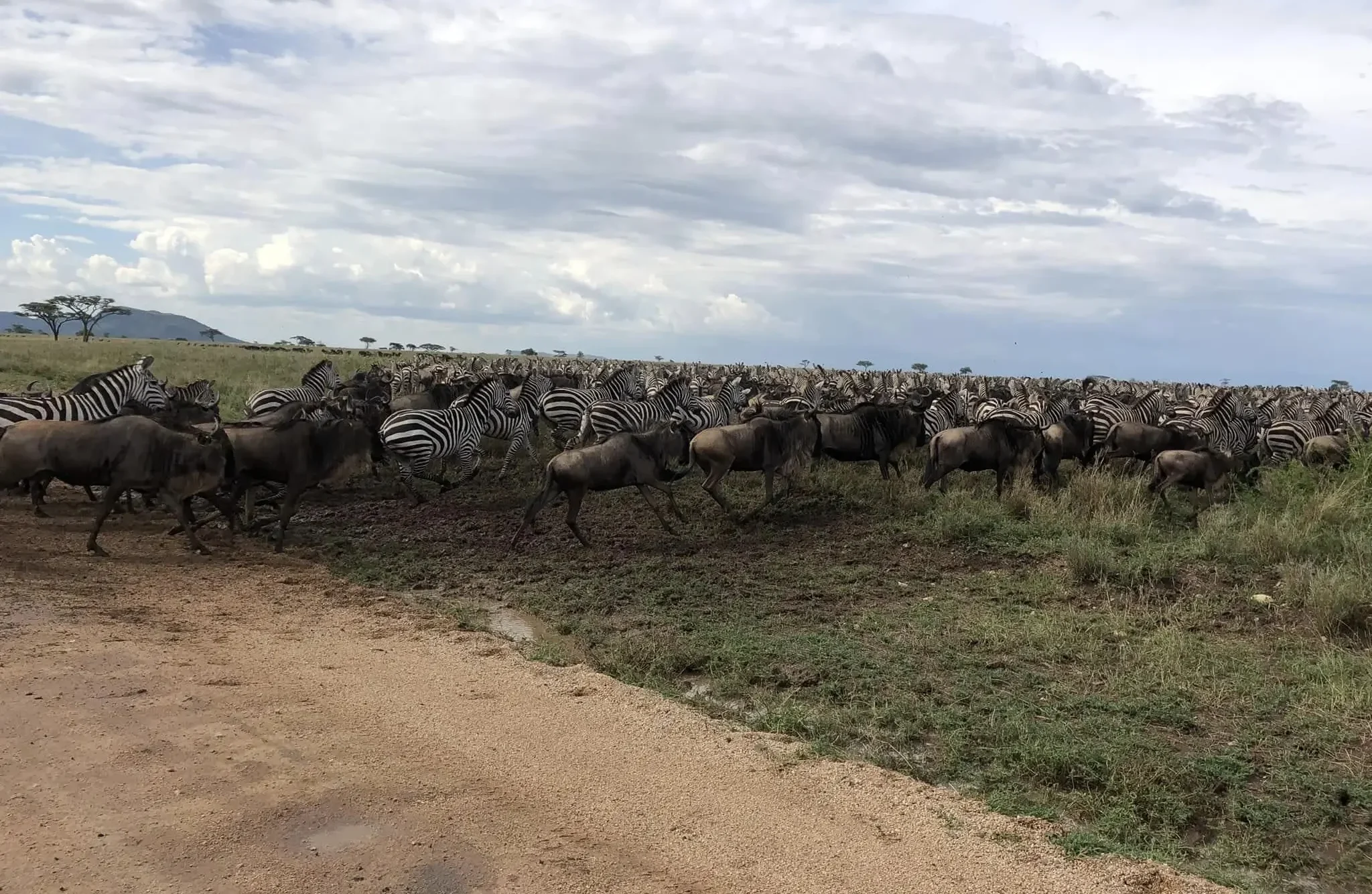 Serengeti Great Migration