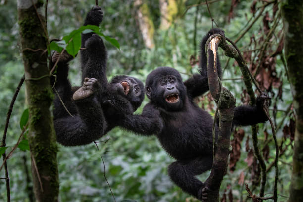 Gorilla & Chimpanzee Trekking