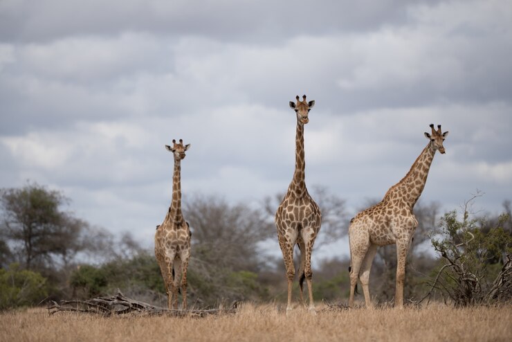 beautiful-giraffes-walking-bush-field_181624-12172