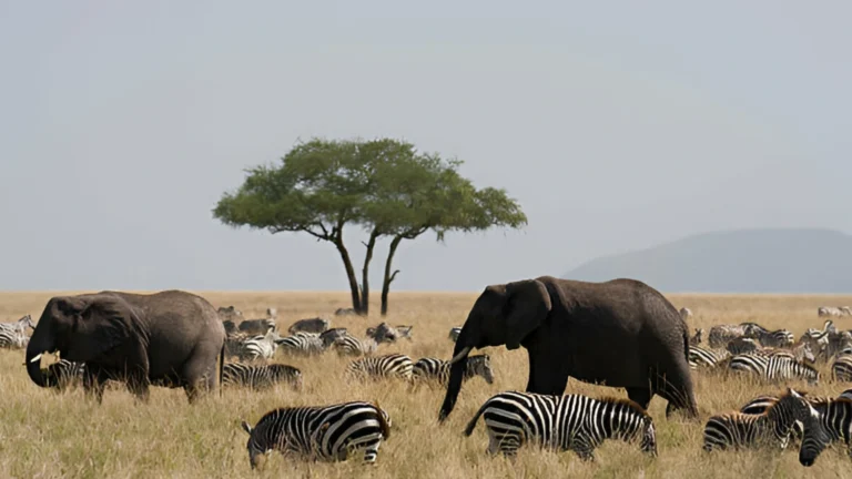 elephant-zebra-serengeti-animal