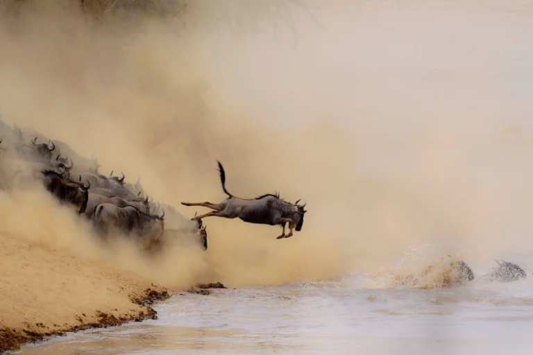 wildebeest serengeti