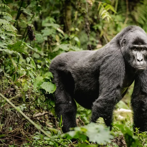 Bwindi Impenetrable Forest National Park