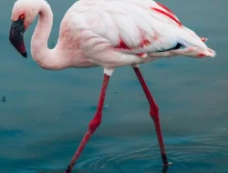 Did you know that Beyond its renowned wildlife destinations, Tanzania is a true bird paradise.