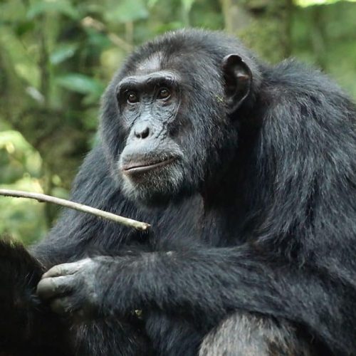 Gombe-stream-National-Park-1200x675-1
