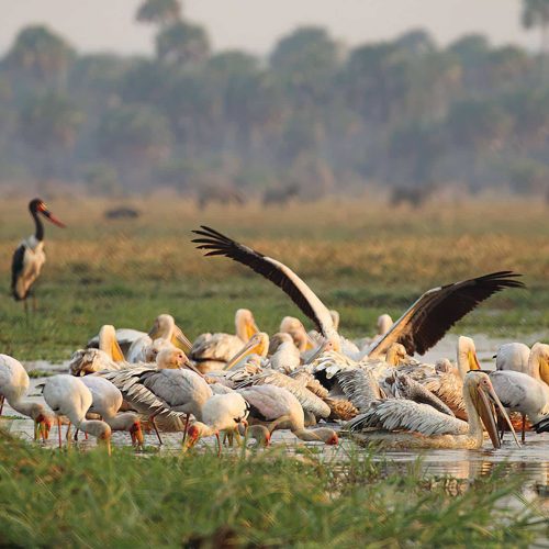 Katavi_National_Park_Pelicans_20