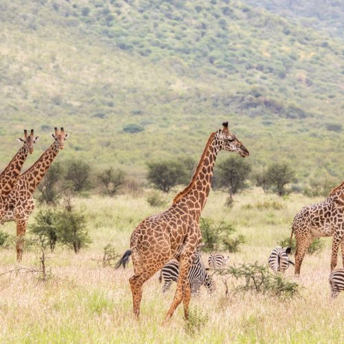 Masai-giraffes-on-the-rolling-grasslands-of-Mkomazi-National-Park-Tanzania