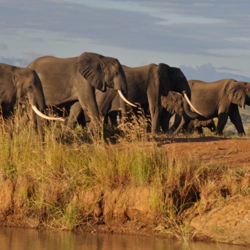 Mikumi-National-Park-2-1024x680