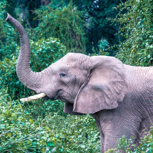 Rubondo National Park