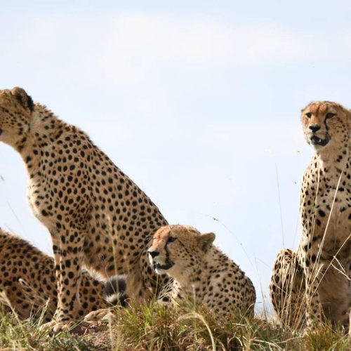 Special-Program-to-the-Tanzania-NP-Mid-Ran2