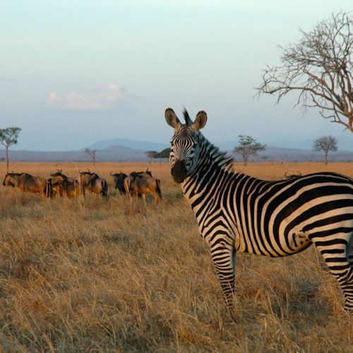 Tanzania-Wildlife-Safari-Private-Budget7