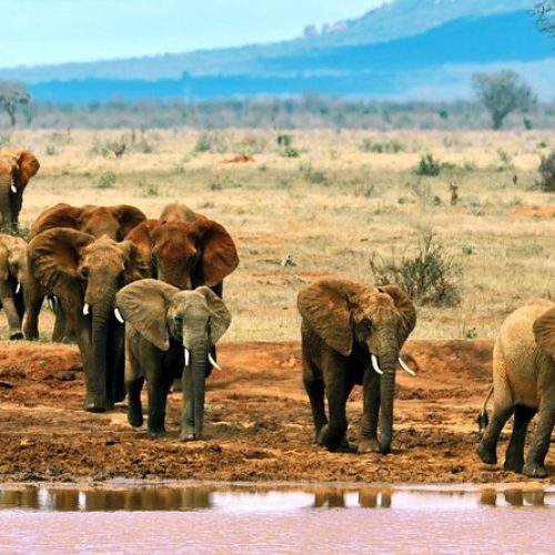 Tsavo East National Park