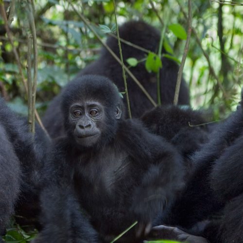 gorillas-uganda.jpg